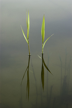 Riet met spiegeling, bron: T.P. van Nieuwkerk