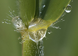 Riet met waterdruppels, bron: T.P. van Nieuwkerk